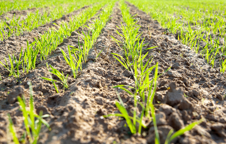 Canadian Agribusiness continues to gain momentum in Q1